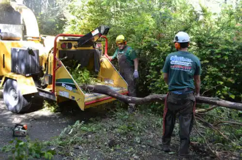 tree services Hawthorne